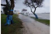 Les Arbres Bleus ®